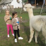 SONY DSC Karmienie alpak