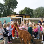 SONY DSC Karmienie alpak