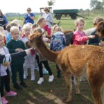 SONY DSC Karmienie alpak