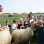 SONY DSC Spotkanie z owcami